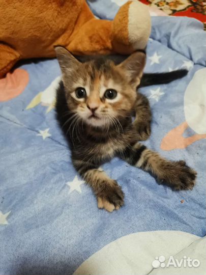 Малышка в добрые руки