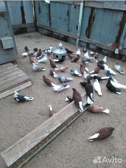 Голуби полет- бабочки