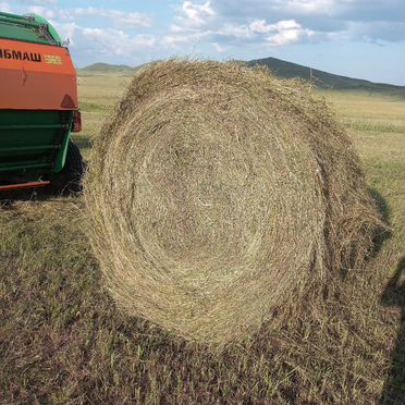 Продам сено