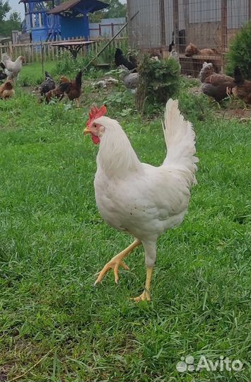 Семьи брама, легорн, несушка доминант