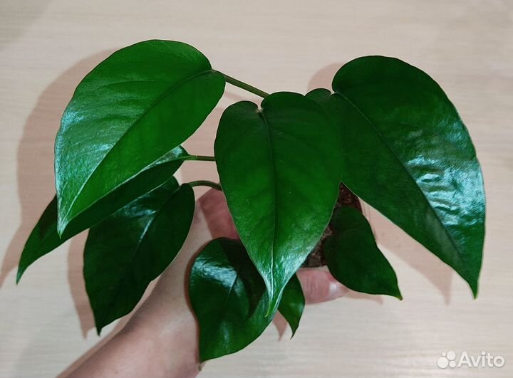 Эпипремнумы (ч.3)