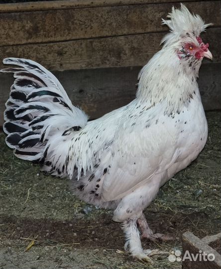 Павловское серебро