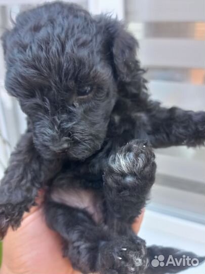 Собаки щенки