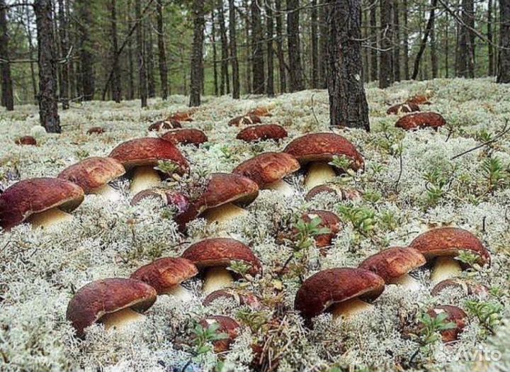 Сухие белые грибы