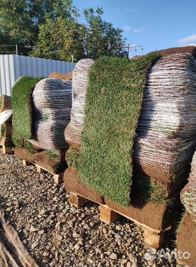 Купить рулонный газон