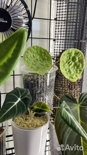 Бегония/церопегия/пилея