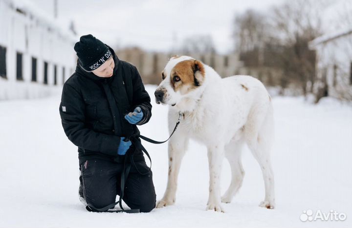Алабай в добрые руки