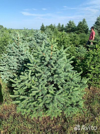 Ель Голубая колючая, крупномер