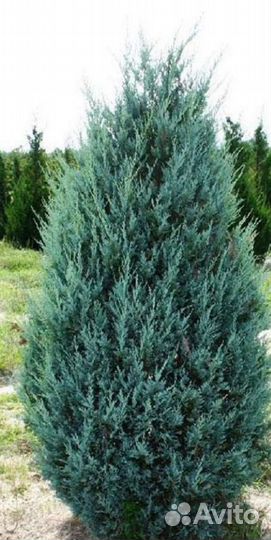Можжевельник Виргинский Глаука