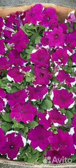 Петуния оптом