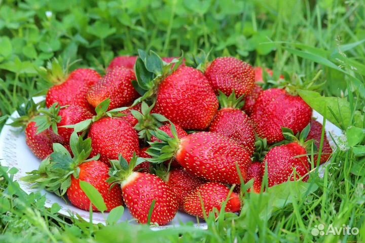 Домашняя виктория ягода