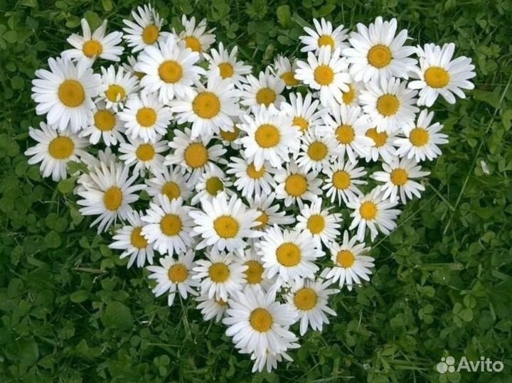 Няня с помощью по дому. С проживанием, не вахта