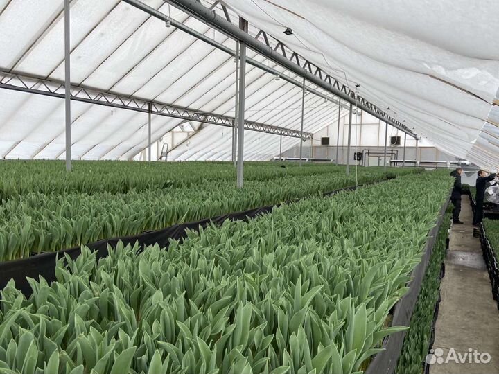 Тюльпаны оптом от производителя