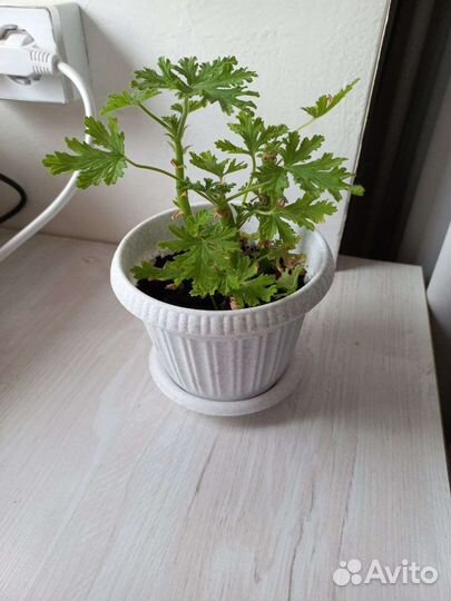 Герань душистая