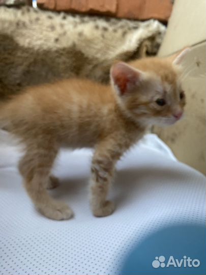 Котята в добрые руки бесплатно