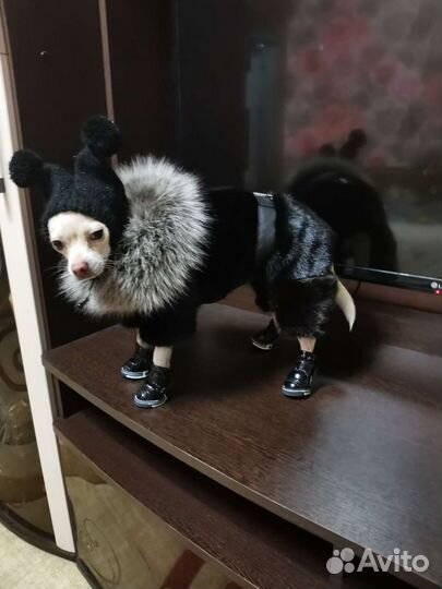 Норковая шуба для собак