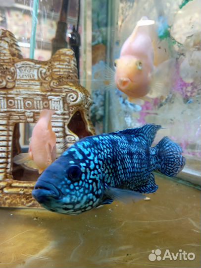 Аквариумные рыбки