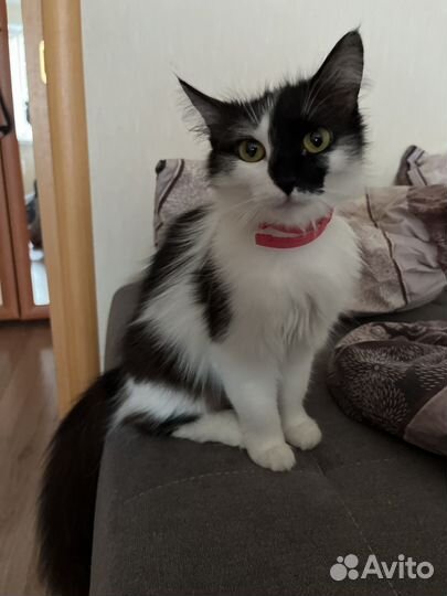 Кошка в добрые руки