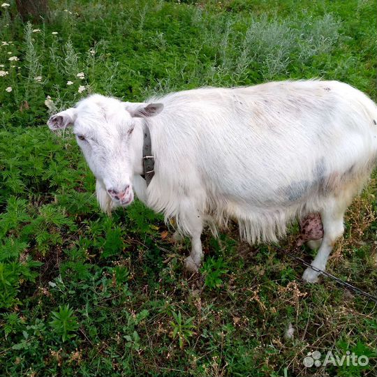 Петух брама, коза дойная - молочная