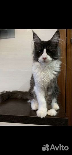 Кошки мейн-кун