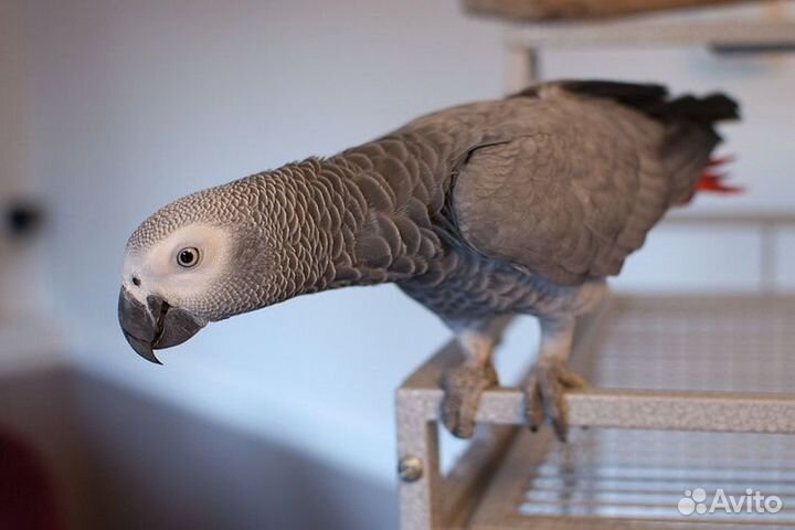 Возьмем на время Вашего отъезда Вашу птичку, Жако