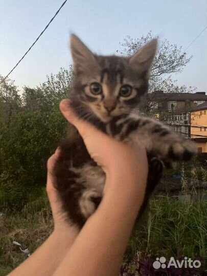 Выброшенным малышам очень нужен дом