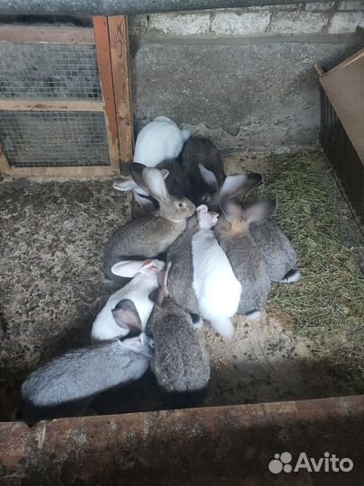 Кролики фландр