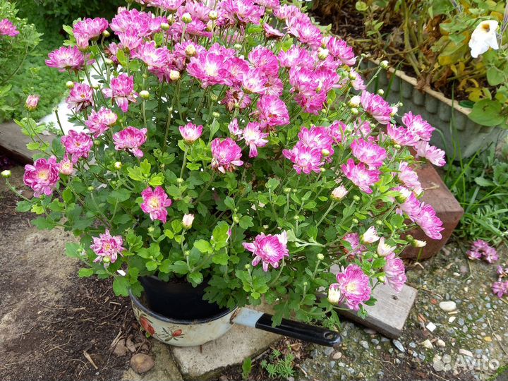 Хризантемы мультифлора