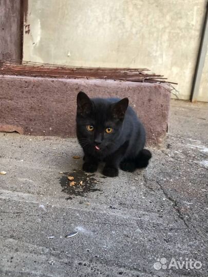 Ищем дом котенку