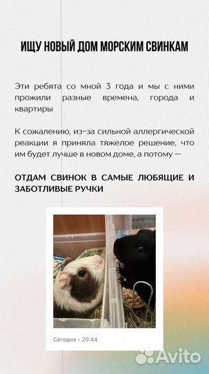 Морские свинки
