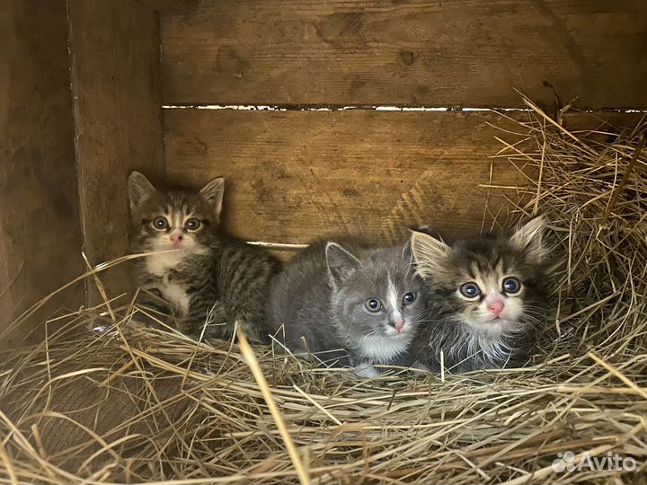 Котята в добрые руки