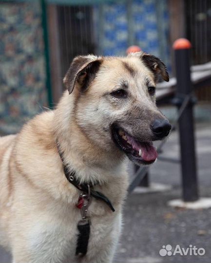 Бельгийская почти овчарка Дейзи