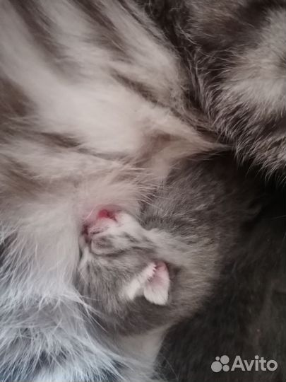 Отдам в добрые руки котят (мать британка)