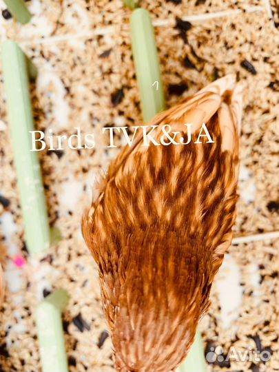 Кенара и канарейки