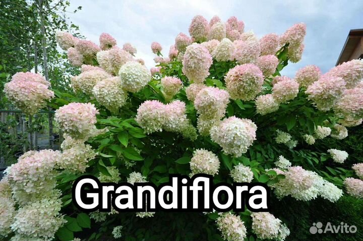 Гортензия метельчатая