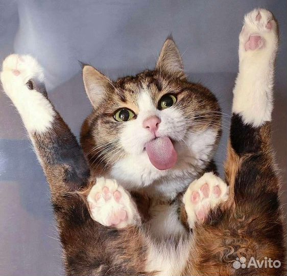 Стерилизация кошек и кастрация котов