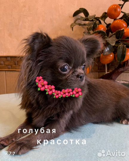 Выращенные девочки и мальчики. Москва