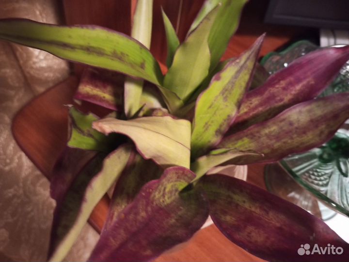 Комнатные цветы