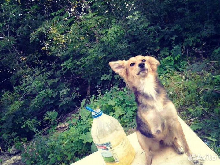 Ищем ответсвенного хозяина