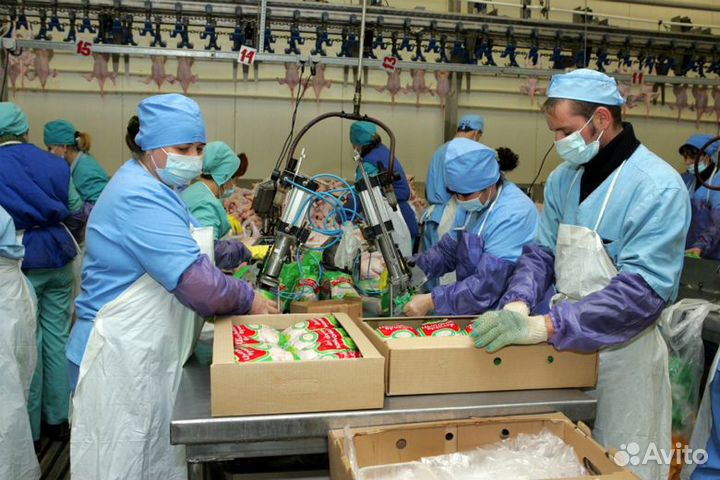 Работа на птицефабрике, стабильный заработок