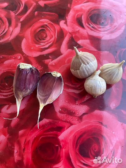 Чеснок озимый 2023 года