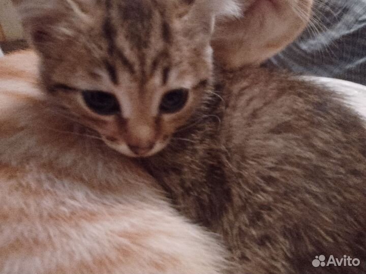 Кошки и коты в добрые руки