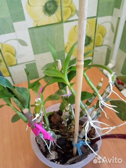 Дендробиум нобиле