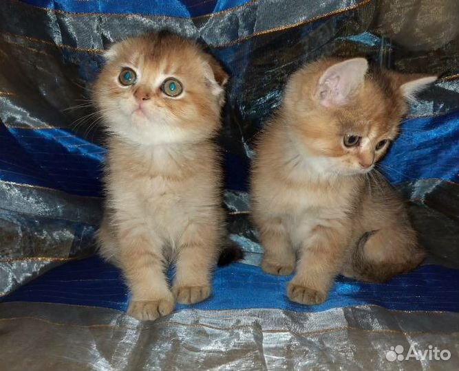 Шотландские золотые Котята