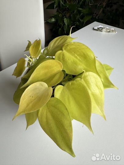 Филодендрон лайм