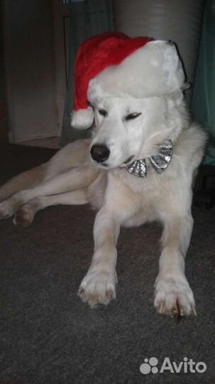 Собака в добрые руки хаски фенотип