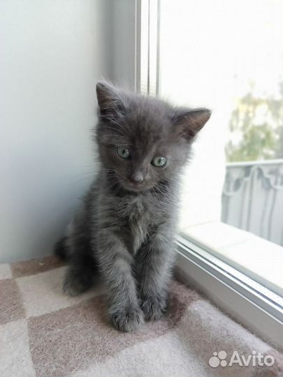 Котенок в добрые руки