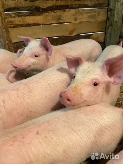 Поросята ландрас и русская белая