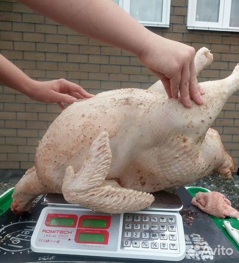 Индюк,утка,гусь,курица