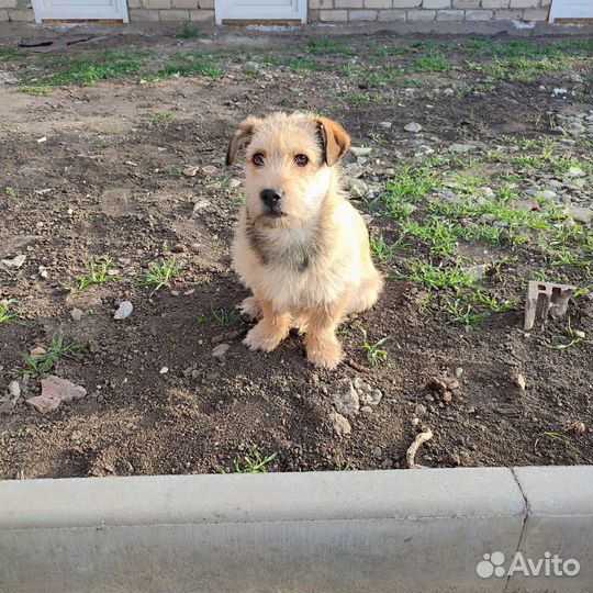 Щенок в добрые руки